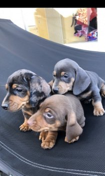 Teckel pups - 2