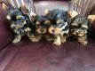 Te koop Raszuivere Black & Tan mini Yorkshire terrier pups (Vanaf nu zijn ze te reserveren) - 0 - Thumbnail