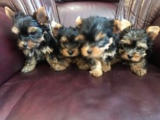 Te koop Raszuivere Black & Tan mini Yorkshire terrier pups (Vanaf nu zijn ze te reserveren)