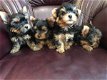 Te koop Raszuivere Black & Tan mini Yorkshire terrier pups (Vanaf nu zijn ze te reserveren) - 1 - Thumbnail