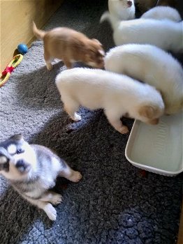 Super mooie witte husky pup met blauwe ogen - 0