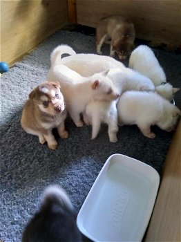 Super mooie witte husky pup met blauwe ogen - 1