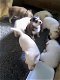 Super mooie witte husky pup met blauwe ogen - 2 - Thumbnail