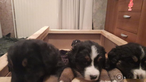 Te koop pups 25% duitse herder x 75% berner sennen - 0