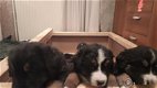 Te koop pups 25% duitse herder x 75% berner sennen - 0 - Thumbnail