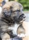 Mooie pups van onze Berner Sennen - gereserveerd - 0 - Thumbnail