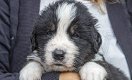 Mooie pups van onze Berner Sennen - gereserveerd - 2 - Thumbnail