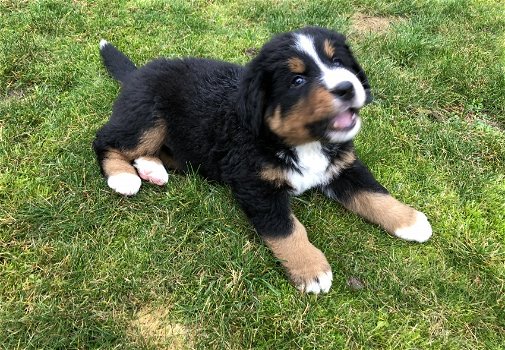 Berner sennen teefjes met stamboom - 0