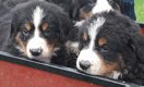 Berner sennen pups met stamboom hd ed vrij - 0 - Thumbnail