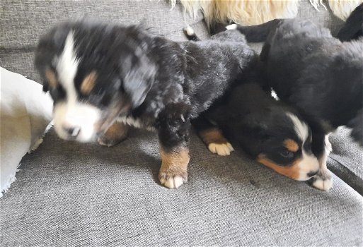 berner sennen pups - 0