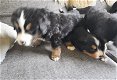 berner sennen pups - 0 - Thumbnail