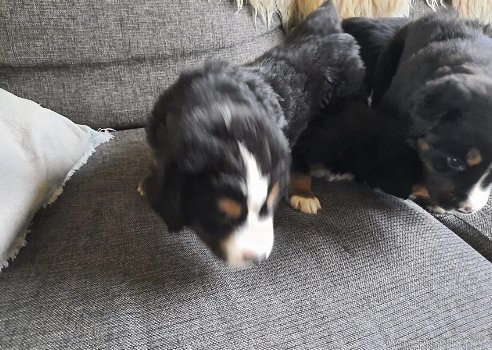 berner sennen pups - 1