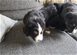 berner sennen pups - 1 - Thumbnail