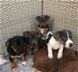 Purebred Jack Russell puppies - 0 - Thumbnail