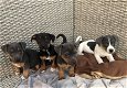 Purebred Jack Russell puppies - 1 - Thumbnail