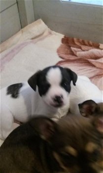 Jack Russell puppy - 1