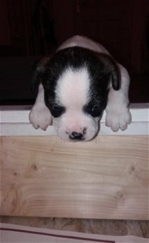 Jack Russell puppy - 2