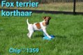 Fox terrier pups - 0 - Thumbnail