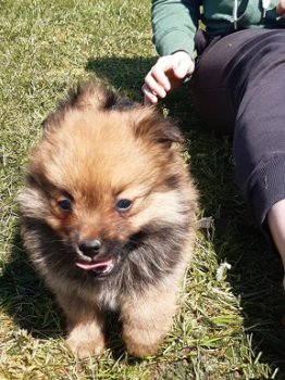 Middenslag keeshond te koop - 0