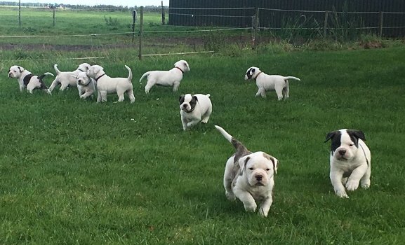 old english bulldog pup - 0