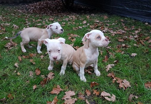 old english bulldog pup - 1