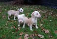 old english bulldog pup - 1 - Thumbnail