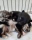 Schattige mini pomchi pups moeder aanwezig, pomeranian x chihuahua - 0 - Thumbnail