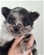 Schattige mini pomchi pups moeder aanwezig, pomeranian x chihuahua - 1 - Thumbnail