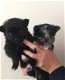 Schattige mini pomchi pups moeder aanwezig, pomeranian x chihuahua - 2 - Thumbnail