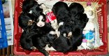 pups - 1 - Thumbnail