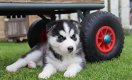 Super mooie husky pup te koop - 1 - Thumbnail