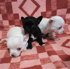 Schattig mini chihuahua puppy te reserveren