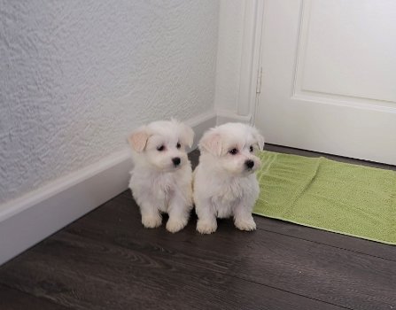 Te koop kleinblijvende raszuivere Maltezer Pups - 1