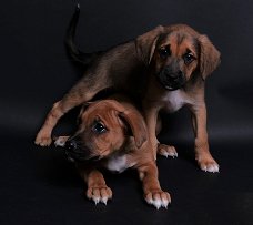 boxer pups x appenzeller sennenhond