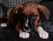 boxer pups x appenzeller sennenhond - 1 - Thumbnail