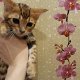 Super schattige Bengaalse kittens - 0 - Thumbnail