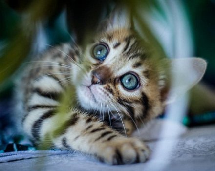 Super schattige Bengaalse kittens - 1