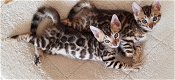 Lieve Bengaalse kittens - 2 - Thumbnail