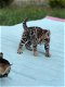 Bengaal kittens - 2 - Thumbnail