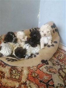 lagotto  Romagnolo