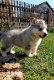 Siberische husky puppy's - 0 - Thumbnail