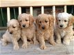 Golden retriever-puppy's - 0 - Thumbnail