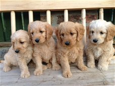 Golden retriever-puppy's