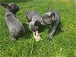 Franse bulldog pups - 0 - Thumbnail