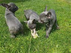 Franse bulldog pups