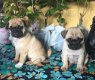 Stamboom pug puppies - 0 - Thumbnail