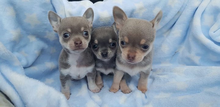 Chihuahua pups - 0