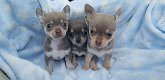 Chihuahua pups - 0 - Thumbnail
