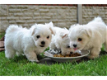 Schattige Maltese pups - 0 - Thumbnail