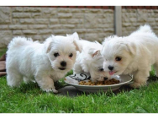 Schattige Maltese pups